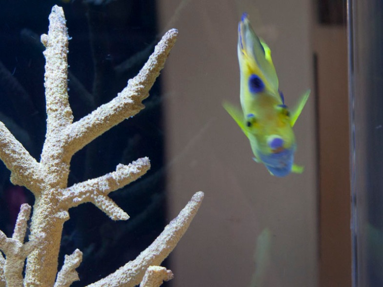 Expert in Fish Tanks and Tropical Fish can Design and Build the Perfect Fish Tank for you in Sarasota, FL
