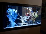 Expert in Fish Tanks and Tropical Fish can Design and Build the Perfect Fish Tank for you in Sarasota, FL